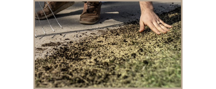 how to picture of overseeding a lawn