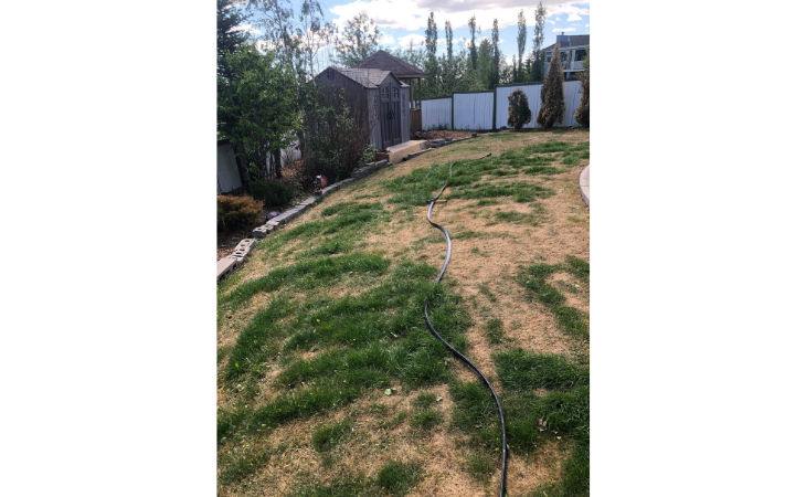 lawn covered in patches of dead grass with hose strewn across