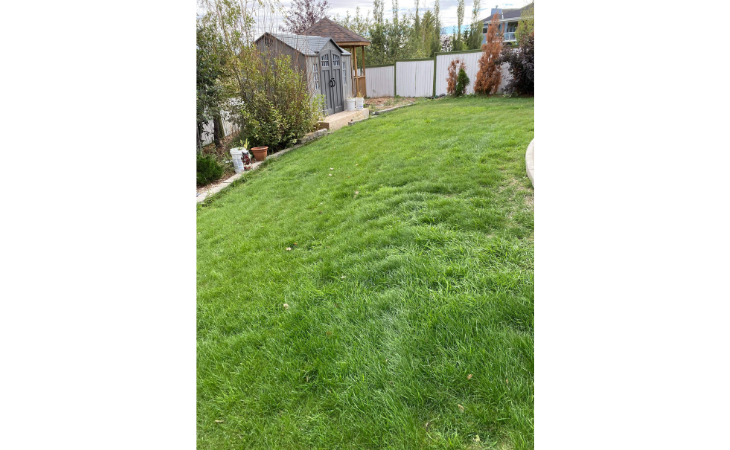 healthy lawn in backyard with green grass