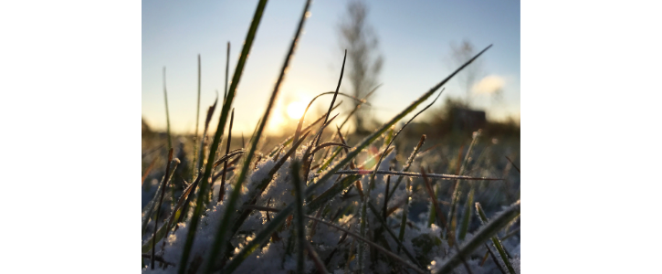 grass under a thin layer of snow 