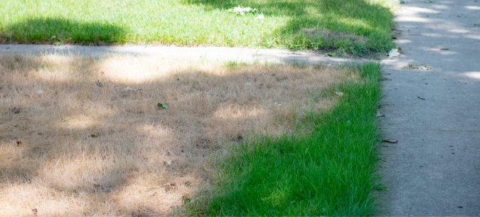 yellow lawn with a small perimeter of green grass damaged by chinch bugs