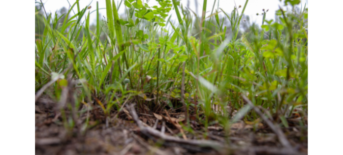 close up of weeds within the grass of a lawn with dead matter on the soil