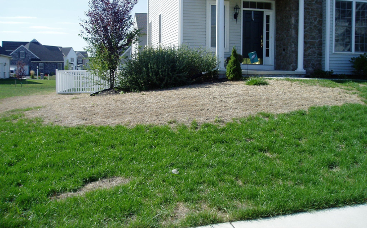 front lawn of a home with chinch bug damaged, half the lawn is dry, brown and dead