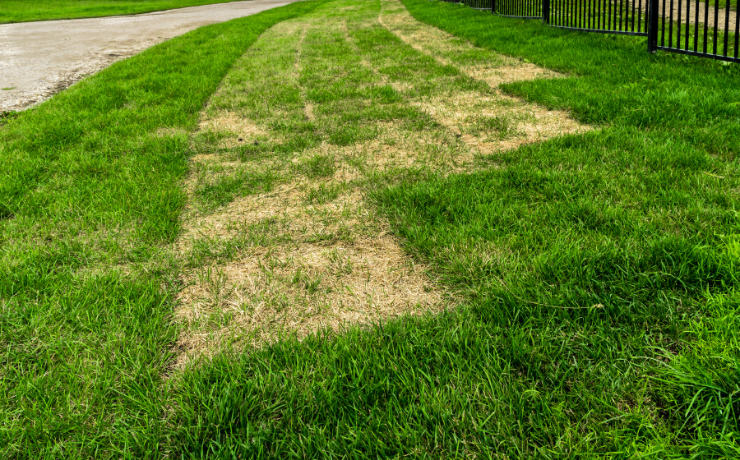 a sodded lawn with the middle strips of grass yellowing
