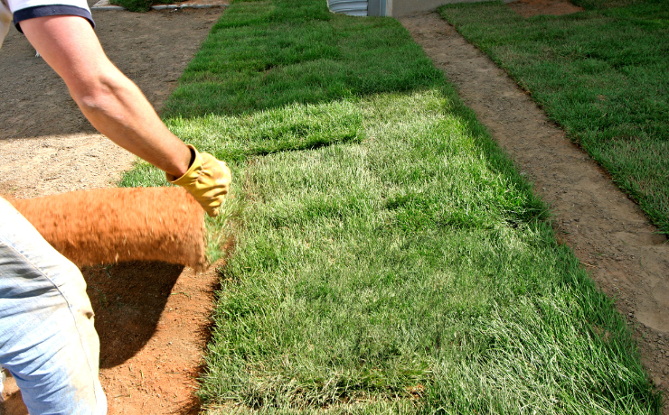 man lays sod down beside strips of grass on top of dirt in a yard