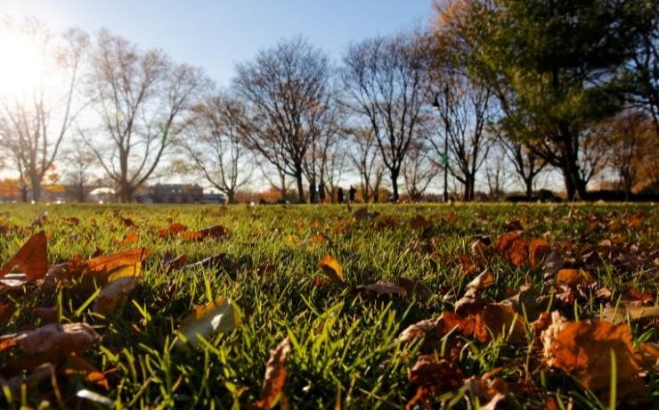 grass in the fall with a thin layer of leaves on top