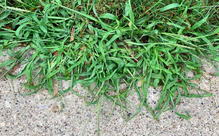 clump of crabgrass growing along side paved path beside lawn