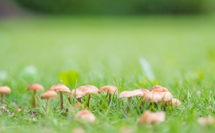 small mushrooms growing in a lawn due to poor drainage in the soil