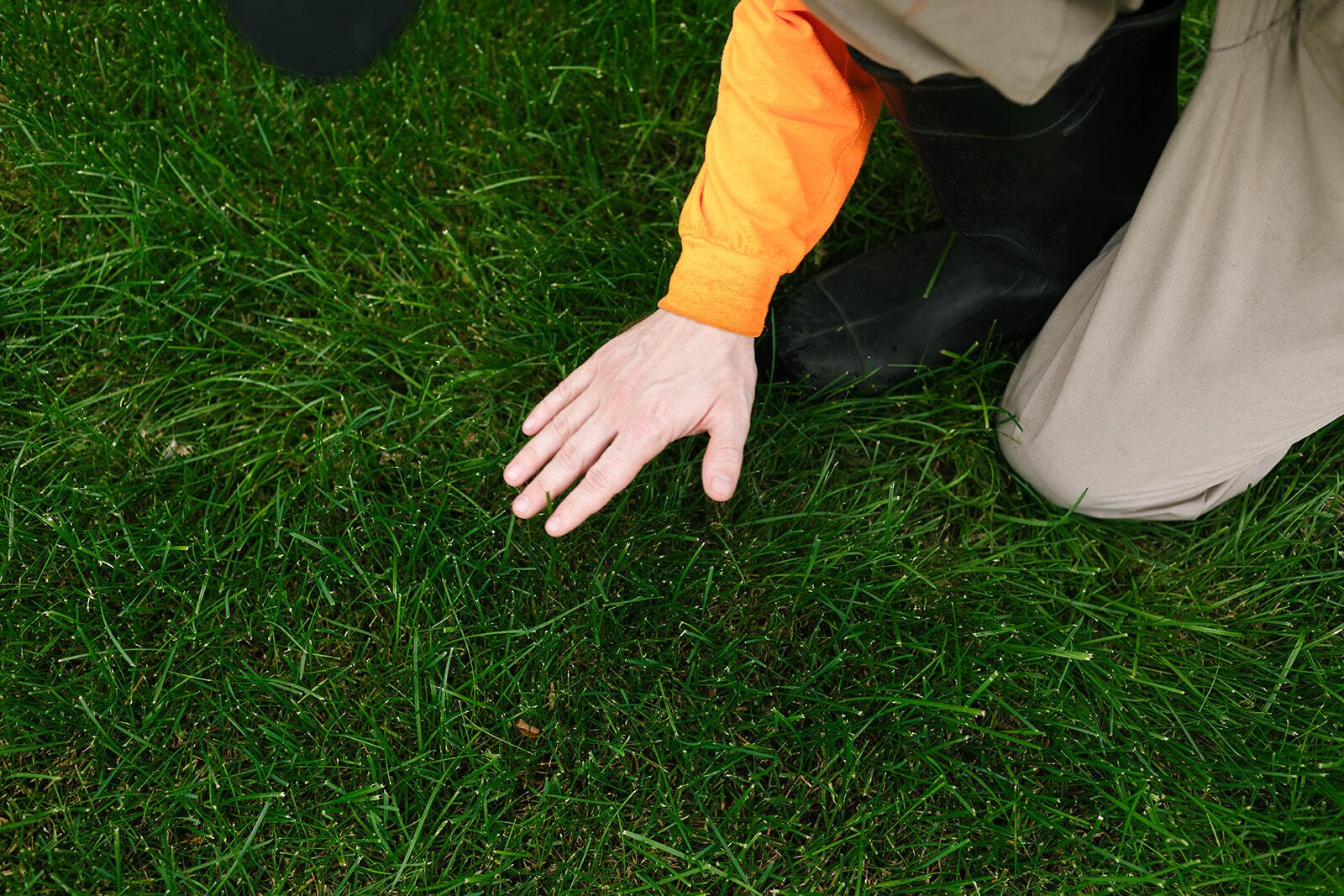 Key Services to Support a Successful Lawn Replacement