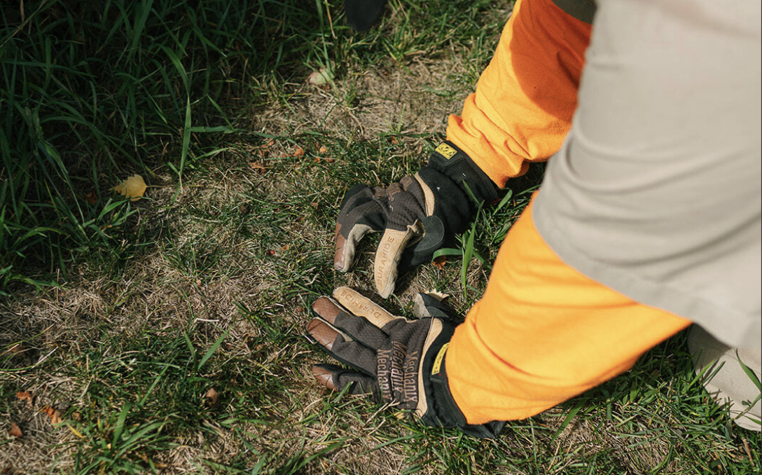 Protect Against Chinch Bugs