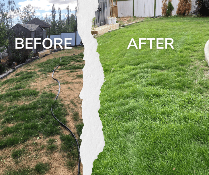 before and after of a damaged lawn "before aeration and after aeration"