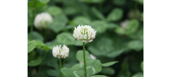 clover in lawn that has flowered on Yard Dawgs blog "How to get rid of clover"