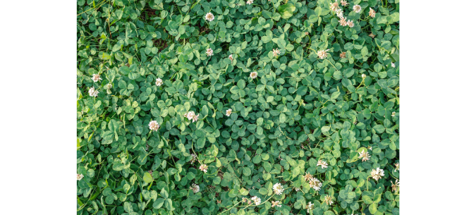 cluster of clover that has flowered in a lawn on the  blog "how to get rid of clover in your lawn"