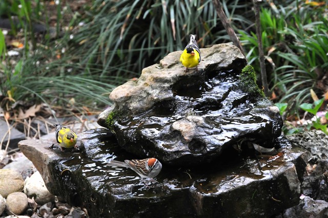 birds sitting on top of a rock feature with water flowing out