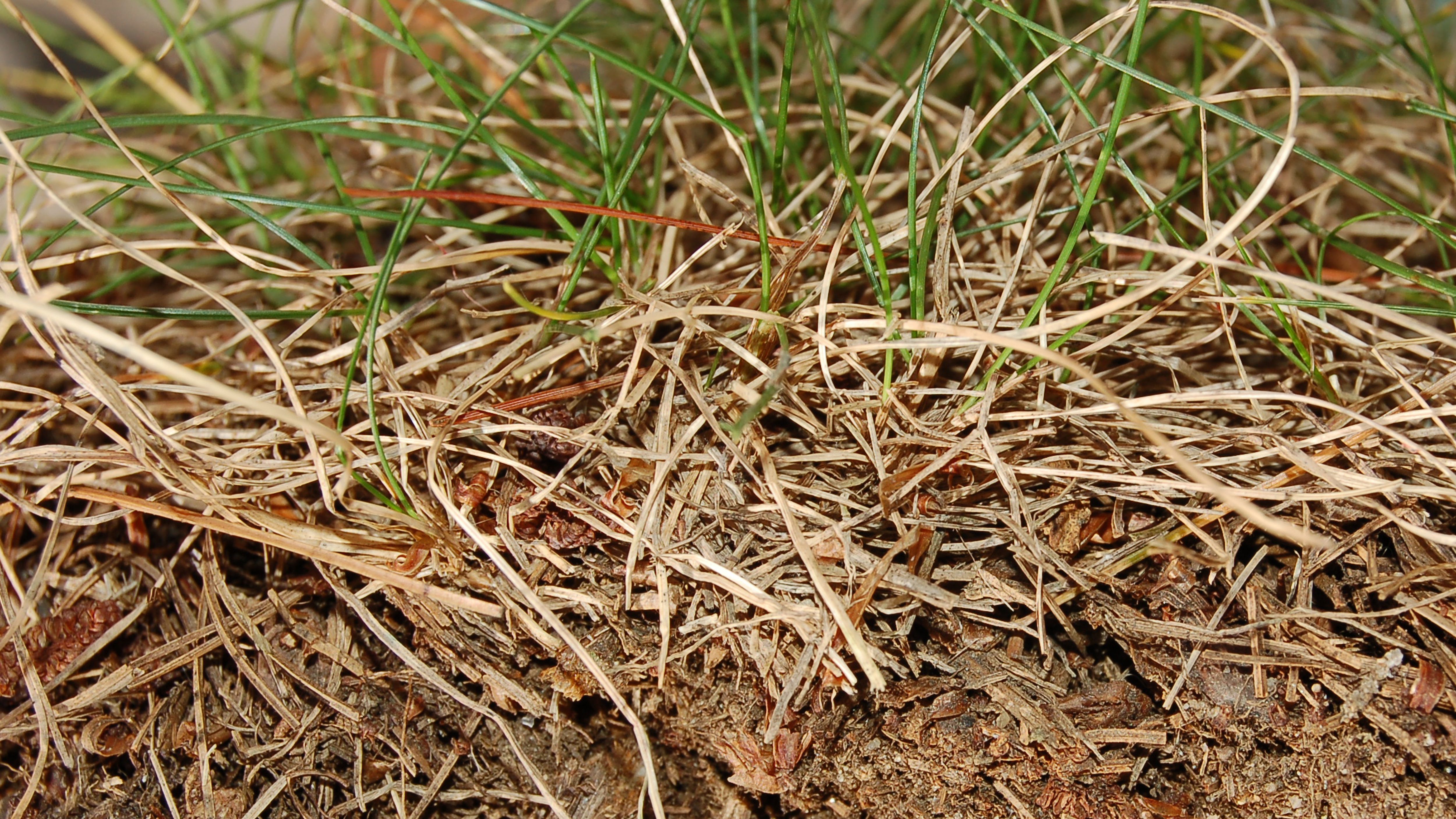 thatch layer beneath the grass and soil beneath
