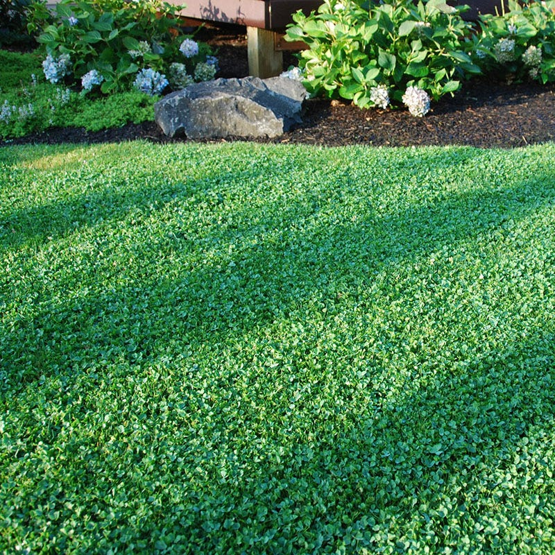 Micro Clover Lawn