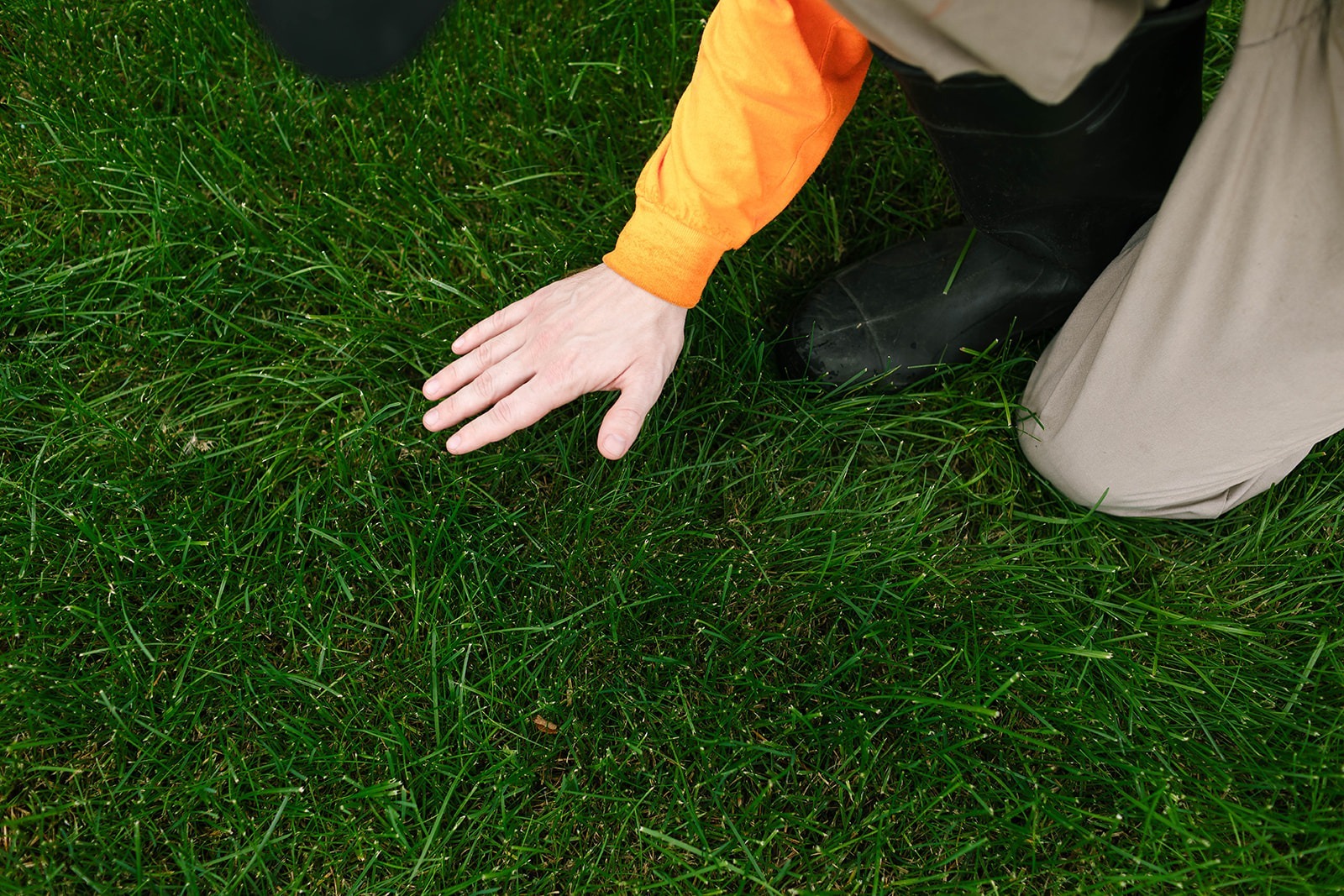 Health, weed-free lawn