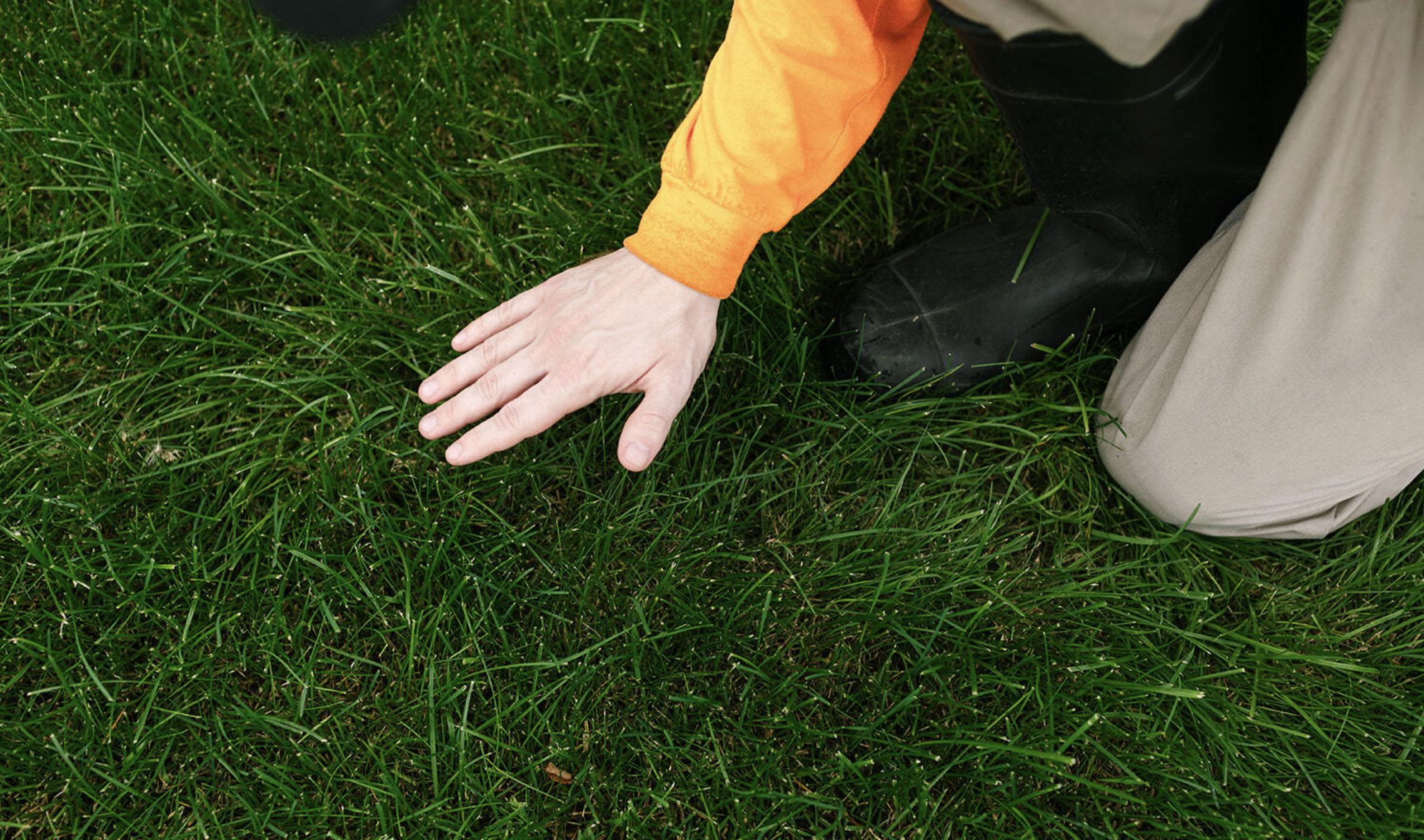 Best Time to Dethatch a Lawn in Alberta