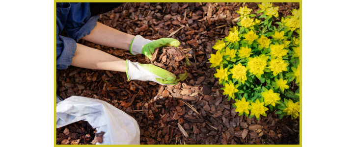 Lawn Care Tips For Spring [How To Ensure Your Lawn Succeeds]