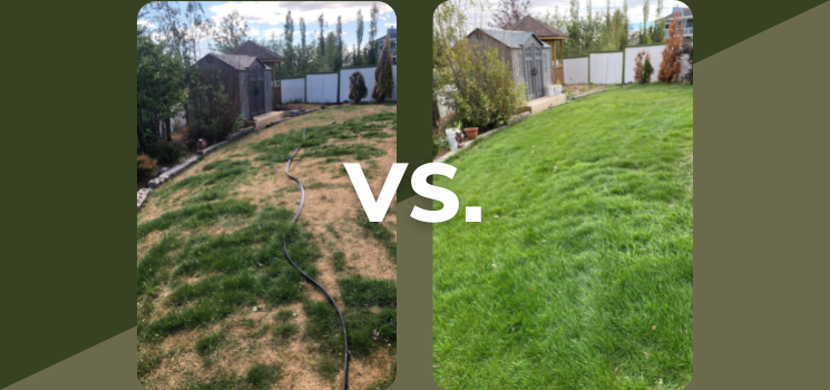 A Lawn Transformation [Saved From Sod]