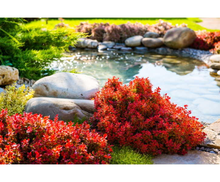 Transforming Your Backyard Landscape [Water Garden To A Backyard Bar]