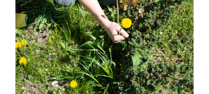 homeowner grabs dandelion and pulls it from the lawn