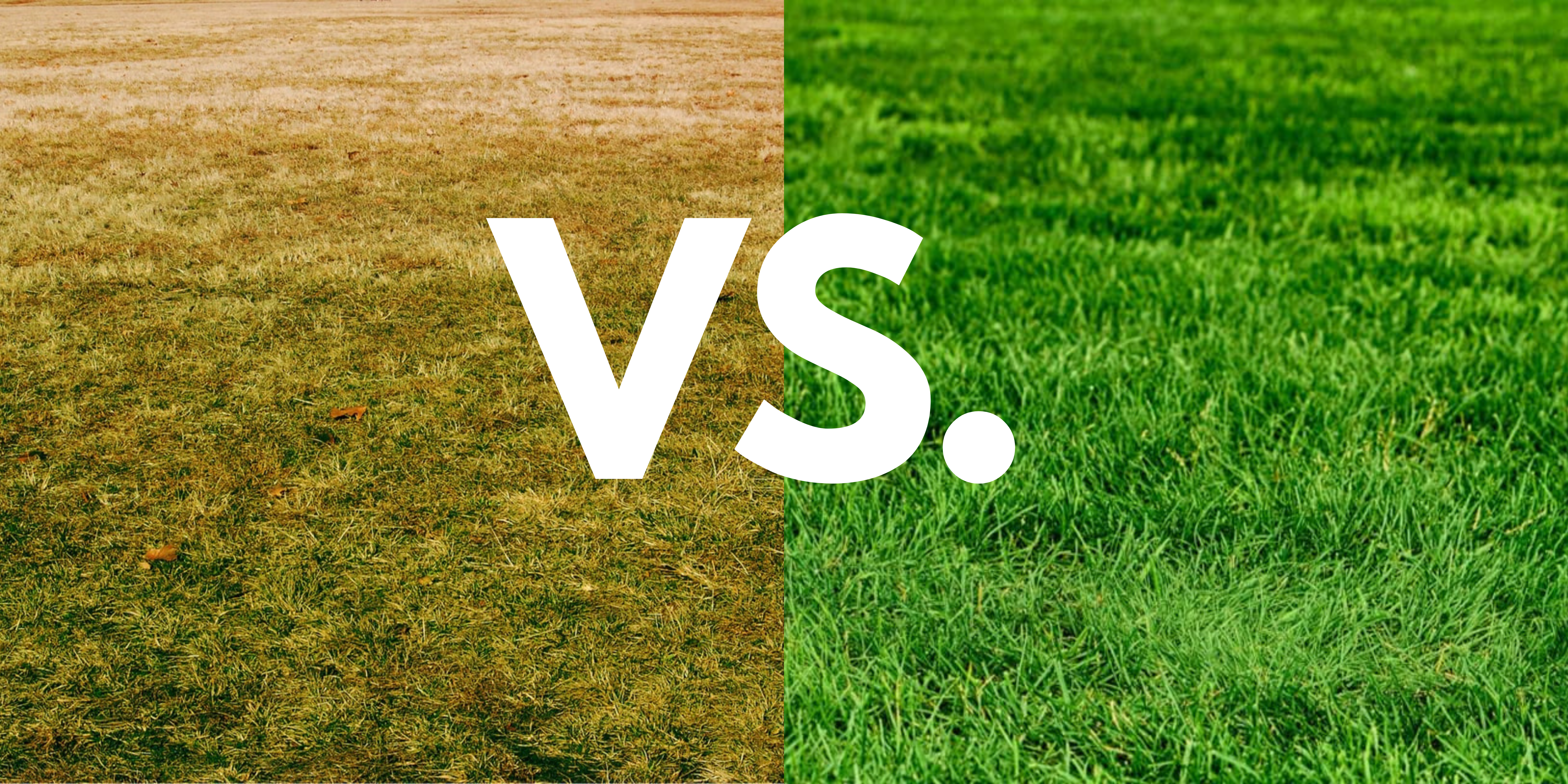 The Real Cost Of Not Doing Lawn Care [Why It's Detrimental]
