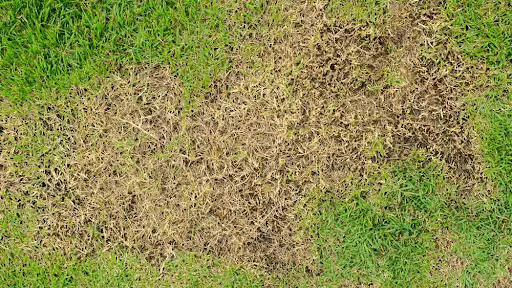 Chinch Bug Lawn Damage: Identify, Prevent, Repair
