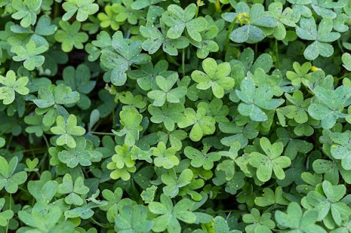 Clover Lawn: Pros, Cons, and Yard Suitability