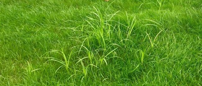 Blog: How To Get Rid of Grassy Weeds In Canada [Tips That Actually Work]