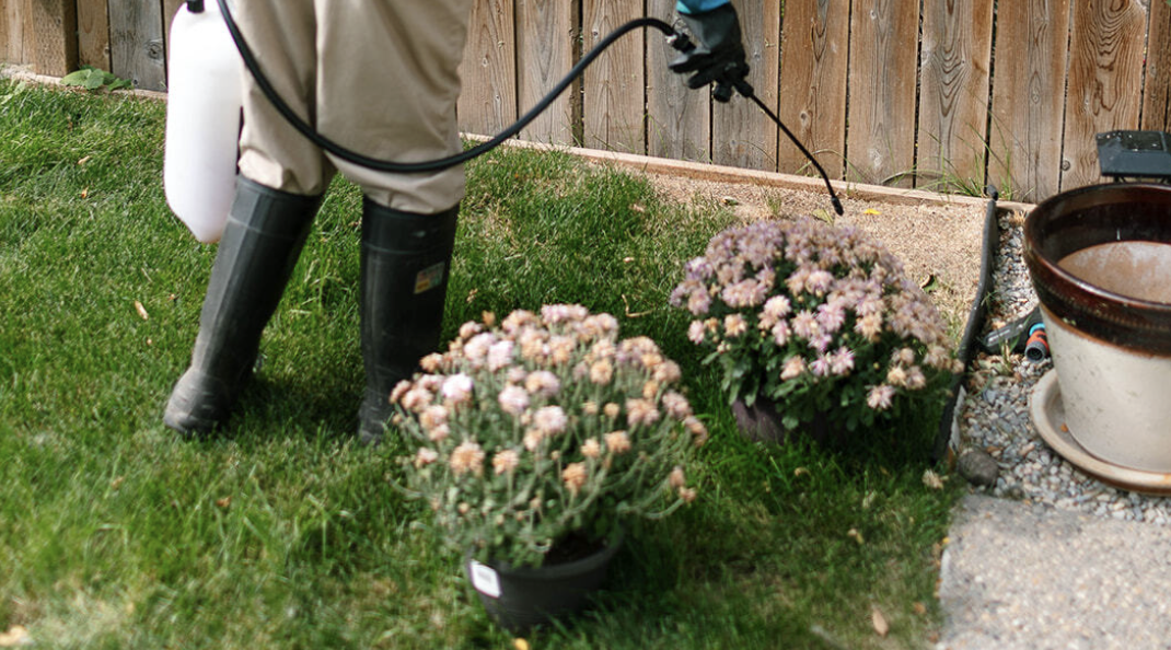 Summer Lawn Care Guide: How Long to Water Grass