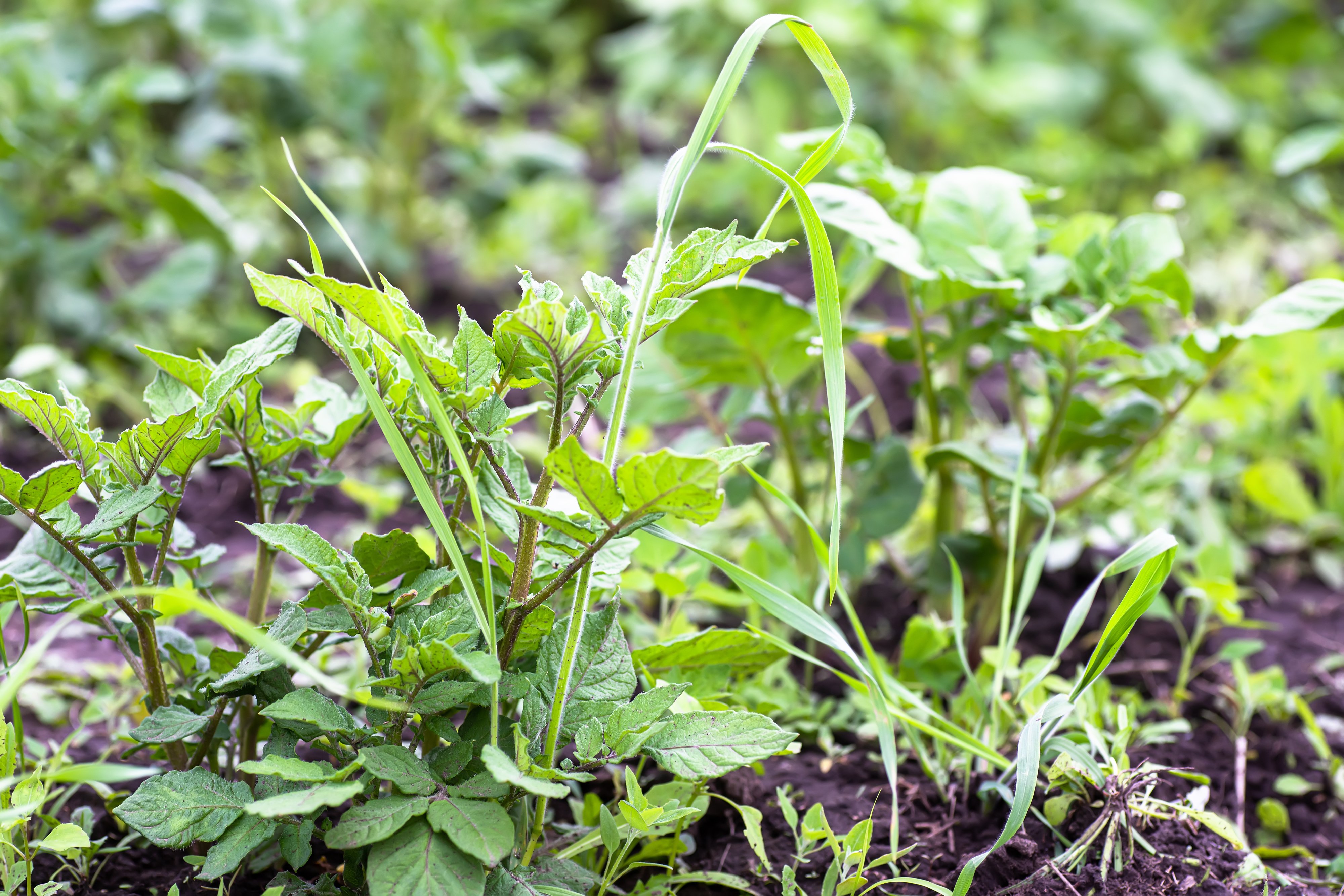 Blog: What's The Active Ingredient In Weed Control? [Full Breakdown]