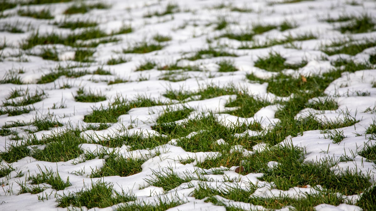 Spring Lawn Repair Tips After Winter Damage