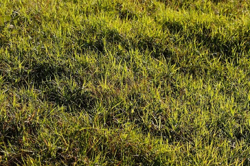 Yellow Grass Problems: Causes, Fixes, and Prevention