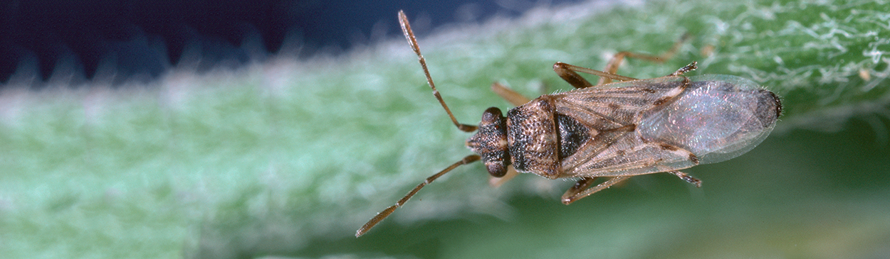 How To KILL Chinch Bugs Before They DESTROY Your Lawn
