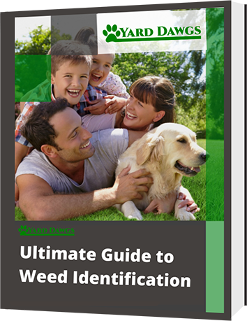 Ultimate Guide to Weed Identification